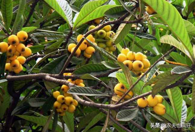 枇杷樹分公母嗎？枇杷樹幾年結(jié)果，為何栽種的枇杷樹不結(jié)果？