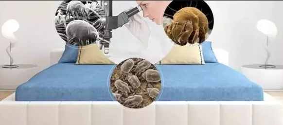 床單10天不換，皮膚很受傷：別讓螨蟲陪你睡