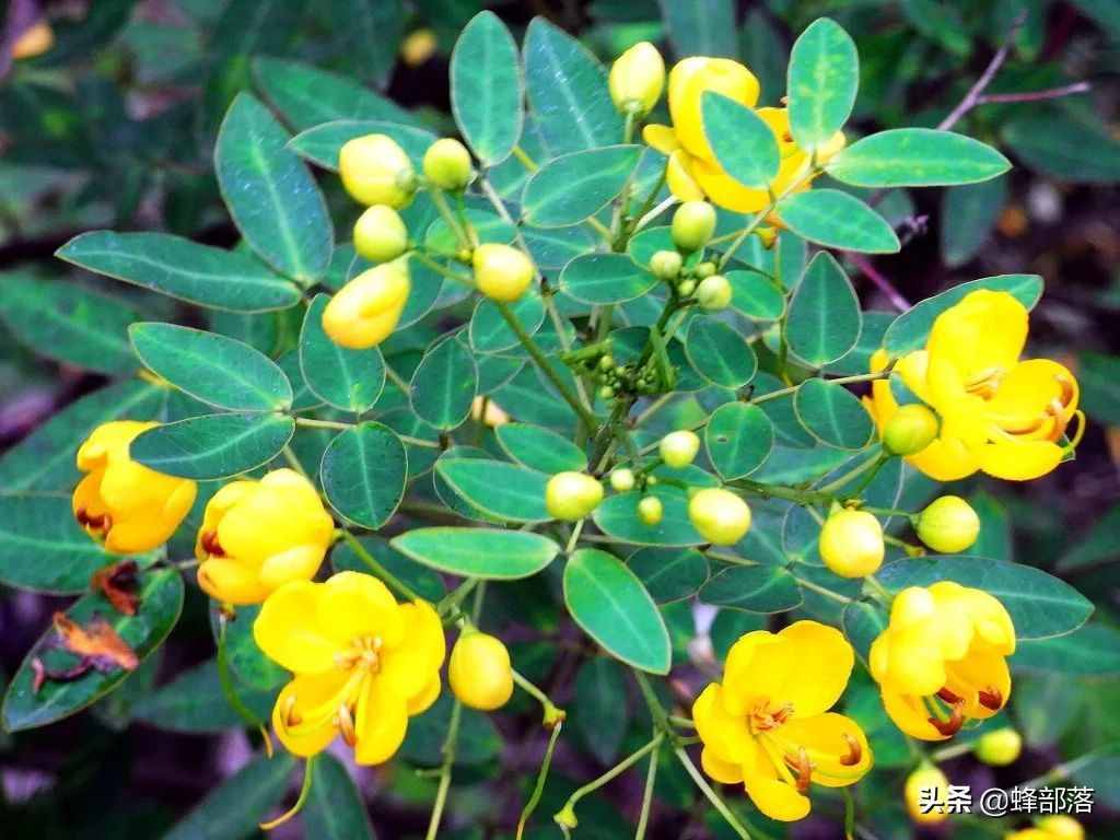 在農(nóng)村，種植項(xiàng)目怎么選？這5種藥材種植產(chǎn)量高，市場(chǎng)廣，值得干