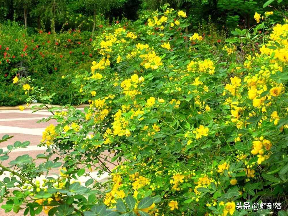 在農(nóng)村，種植項(xiàng)目怎么選？這5種藥材種植產(chǎn)量高，市場(chǎng)廣，值得干