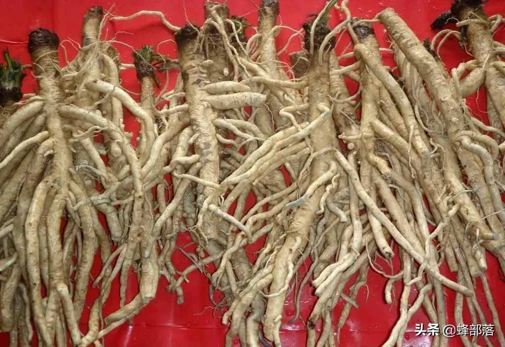 在農(nóng)村，種植項(xiàng)目怎么選？這5種藥材種植產(chǎn)量高，市場(chǎng)廣，值得干