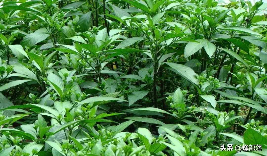 在農(nóng)村，種植項(xiàng)目怎么選？這5種藥材種植產(chǎn)量高，市場(chǎng)廣，值得干