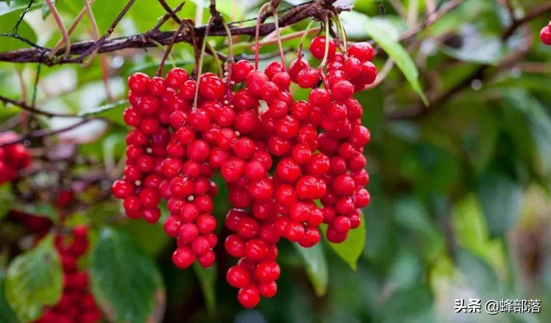 在農(nóng)村，種植項(xiàng)目怎么選？這5種藥材種植產(chǎn)量高，市場(chǎng)廣，值得干
