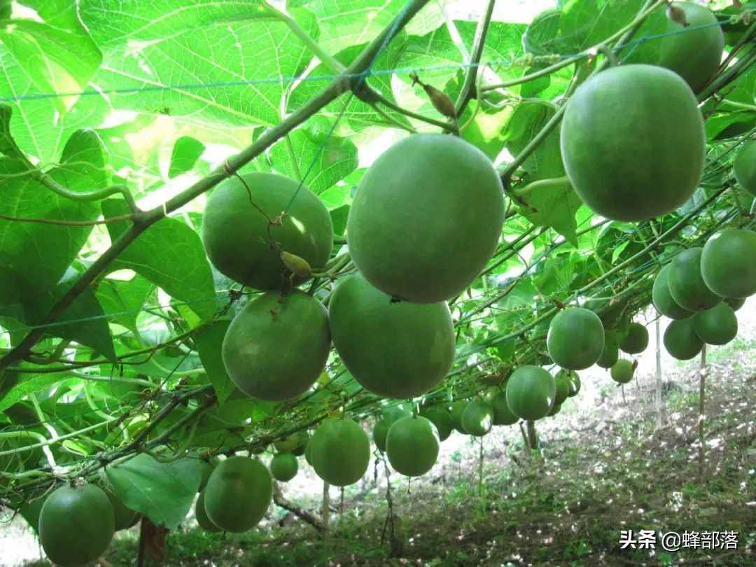 在農(nóng)村，種植項(xiàng)目怎么選？這5種藥材種植產(chǎn)量高，市場(chǎng)廣，值得干