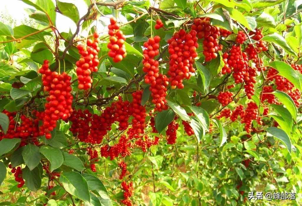在農(nóng)村，種植項(xiàng)目怎么選？這5種藥材種植產(chǎn)量高，市場(chǎng)廣，值得干