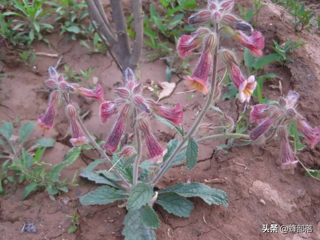 在農(nóng)村，種植項(xiàng)目怎么選？這5種藥材種植產(chǎn)量高，市場(chǎng)廣，值得干