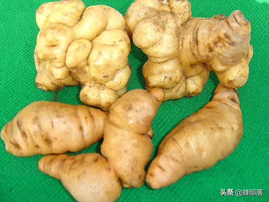 在農(nóng)村，種植項(xiàng)目怎么選？這5種藥材種植產(chǎn)量高，市場(chǎng)廣，值得干
