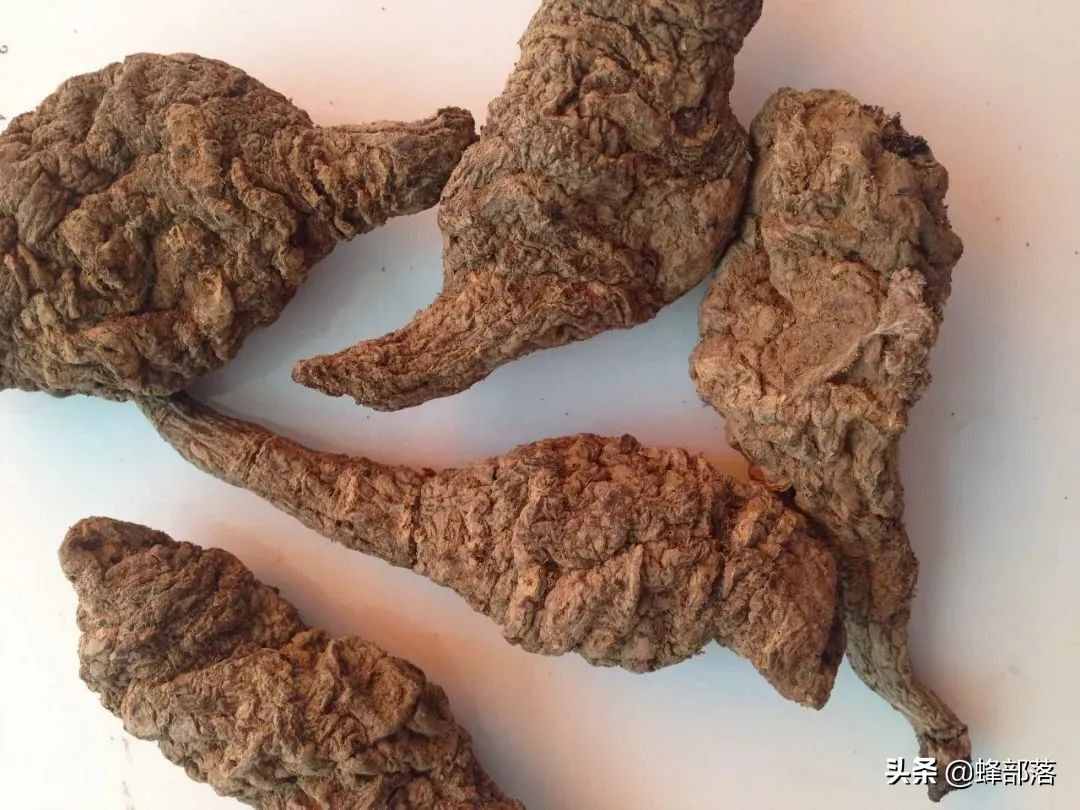 在農(nóng)村，種植項(xiàng)目怎么選？這5種藥材種植產(chǎn)量高，市場(chǎng)廣，值得干