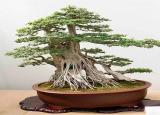 今日更新中華傳統(tǒng)文化有哪些（你應該了解的中國傳統(tǒng)文化）