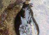 今日更新太空蛞蝓（大如兔子的黑海蛞蝓猶如外星生物）