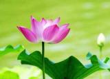 今日更新秉性（秉性是什么意思）