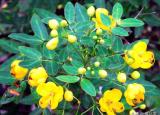 今日更新什么藥材好種植（這5種藥材種植產(chǎn)量高）
