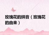 玫瑰花的拼音（玫瑰花的由來(lái)）