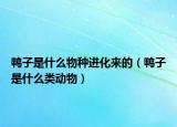 鴨子是什么物種進(jìn)化來的（鴨子是什么類動(dòng)物）