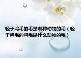 輕于鴻毛的毛是哪種動(dòng)物的毛（輕于鴻毛的鴻毛是什么動(dòng)物的毛）