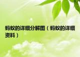 螞蟻的詳細分解圖（螞蟻的詳細資料）