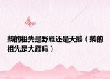 鵝的祖先是野雁還是天鵝（鵝的祖先是大雁嗎）