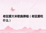 老鼠愛(ài)大米歌曲原唱（老鼠愛(ài)吃什么）