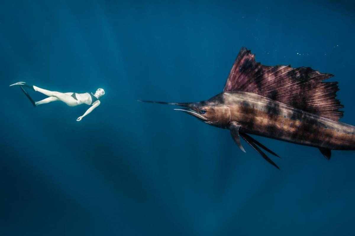 能刺穿潛艇，絲毫不畏懼人類？1年能長90厘米，海洋中最猛的3種魚