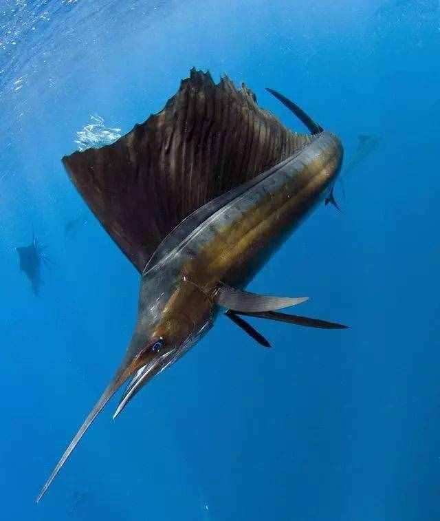 能刺穿潛艇，絲毫不畏懼人類？1年能長90厘米，海洋中最猛的3種魚