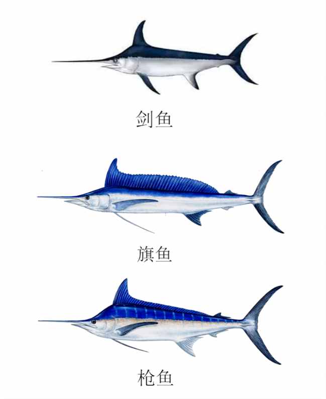 能刺穿潛艇，絲毫不畏懼人類？1年能長90厘米，海洋中最猛的3種魚