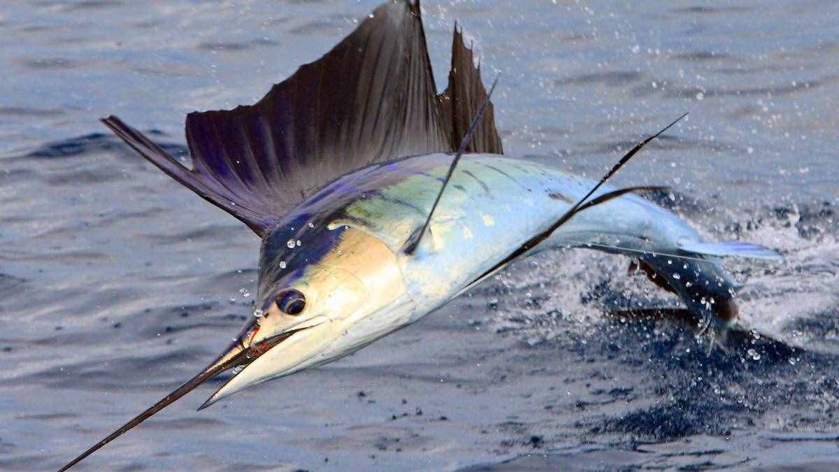 能刺穿潛艇，絲毫不畏懼人類？1年能長90厘米，海洋中最猛的3種魚