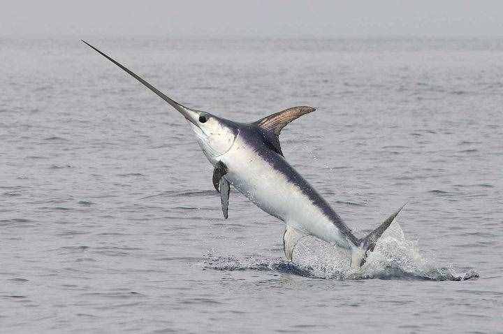 能刺穿潛艇，絲毫不畏懼人類？1年能長90厘米，海洋中最猛的3種魚