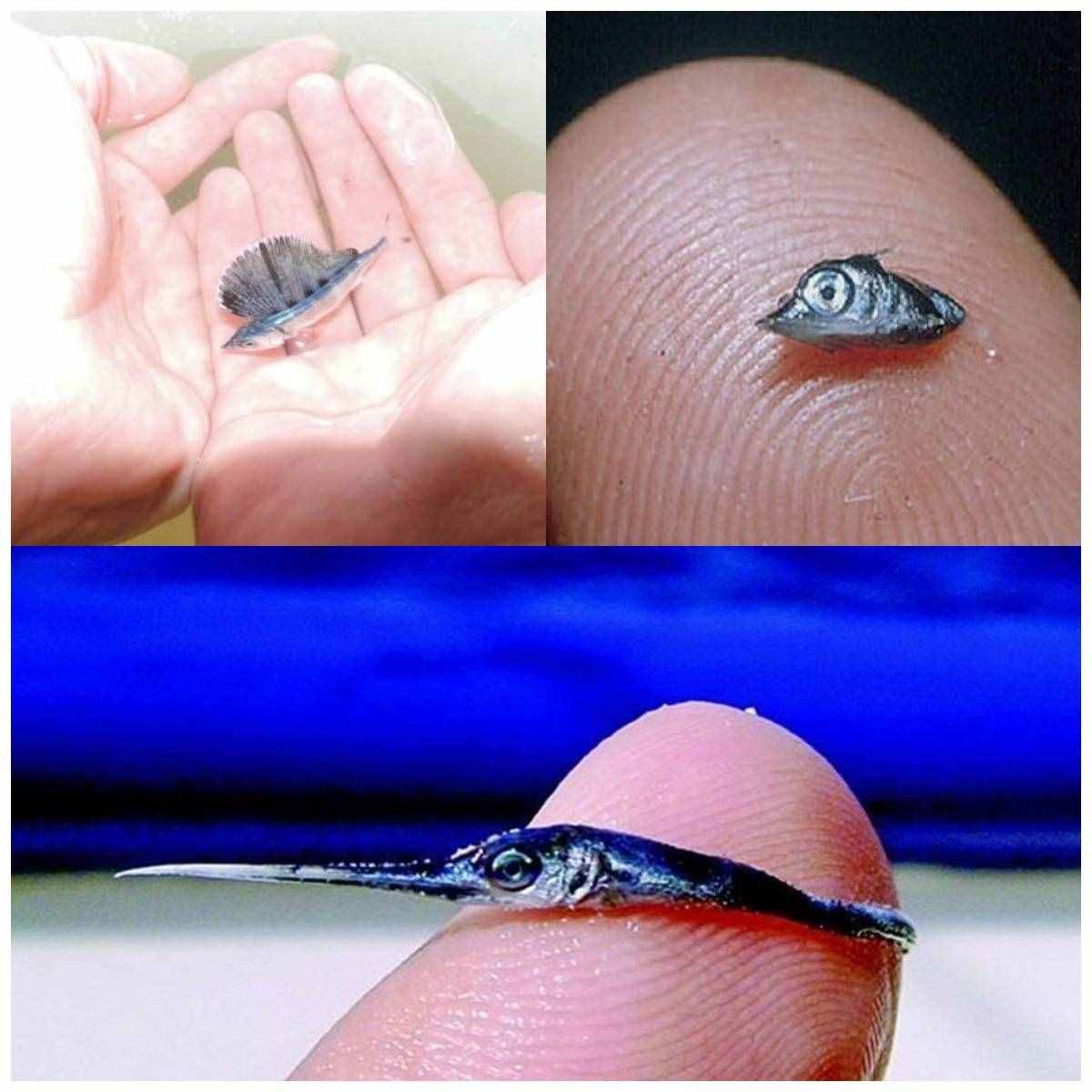 能刺穿潛艇，絲毫不畏懼人類？1年能長90厘米，海洋中最猛的3種魚