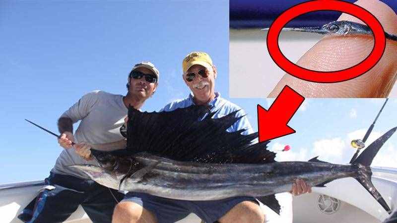 能刺穿潛艇，絲毫不畏懼人類？1年能長90厘米，海洋中最猛的3種魚