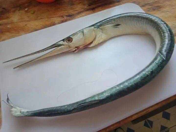 能刺穿潛艇，絲毫不畏懼人類？1年能長90厘米，海洋中最猛的3種魚