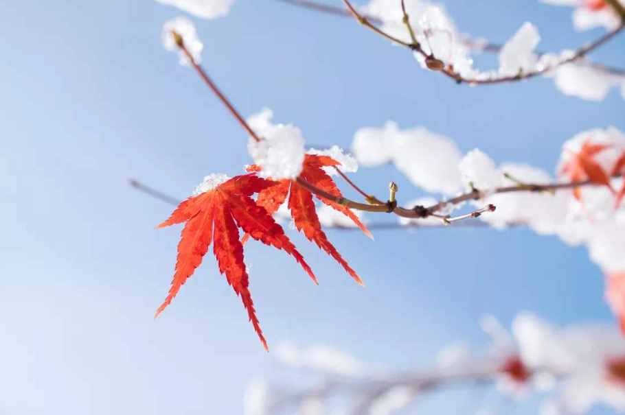 又是一年立冬時(shí)，十首立冬的古詩詞里，感受立冬的詩意