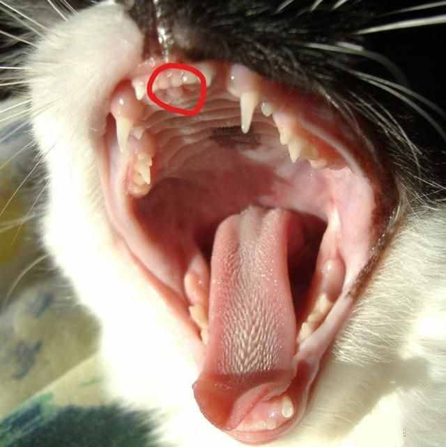 辟謠：腳臭讓貓咪一臉惡心？這是它對“腳氣”感興趣的裂唇嗅反應