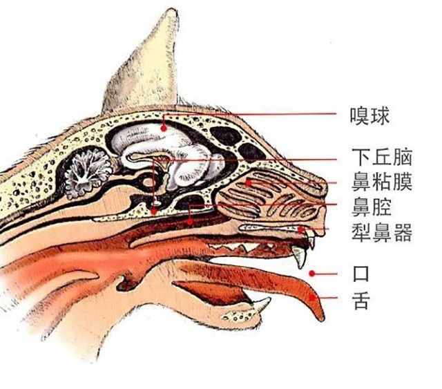 辟謠：腳臭讓貓咪一臉惡心？這是它對“腳氣”感興趣的裂唇嗅反應
