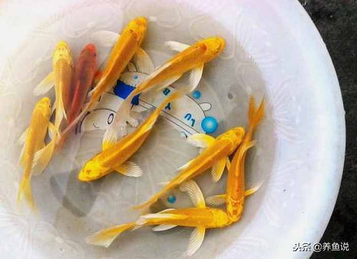 新手養(yǎng)魚什么魚好養(yǎng)？這兒有3種給你選，養(yǎng)死都難