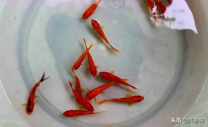 新手養(yǎng)魚什么魚好養(yǎng)？這兒有3種給你選，養(yǎng)死都難