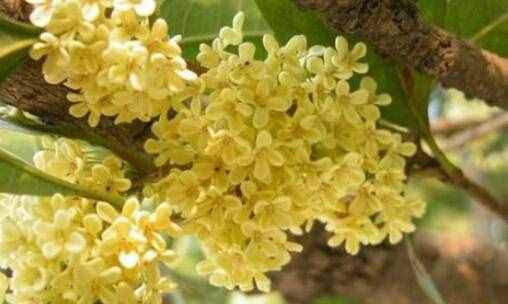 桂花吃了有什么好處 哪些人不能吃桂花