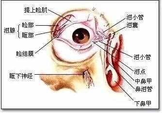為什么眼皮跳個(gè)不停？你可能得了這3種病