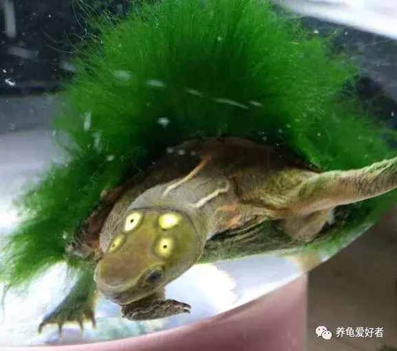 新手如何養(yǎng)活你的龜？一起學(xué)習(xí)一下吧！