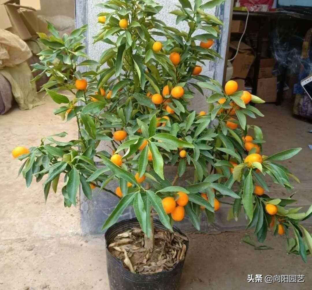 花市買的金桔樹，養(yǎng)了1個月，葉子都掉了，趕緊澆點食醋水