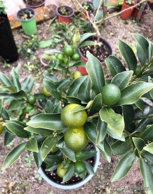 花市買的金桔樹，養(yǎng)了1個月，葉子都掉了，趕緊澆點食醋水