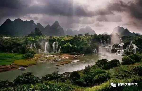 中國的國花是什么？結(jié)果有點(diǎn)吃驚！