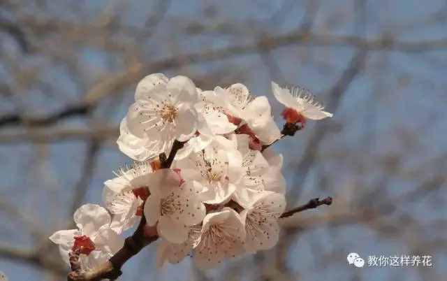 中國的國花是什么？結(jié)果有點(diǎn)吃驚！