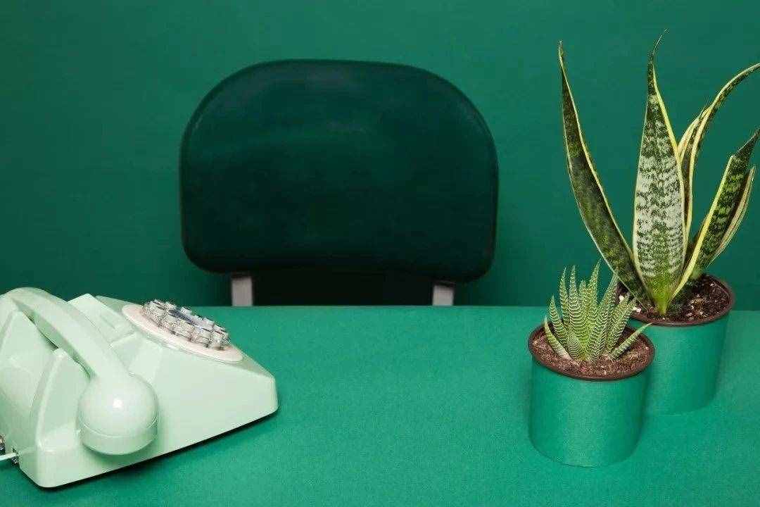 幾種在夜晚釋放氧氣的植物，養(yǎng)在臥室里都不用擔(dān)心