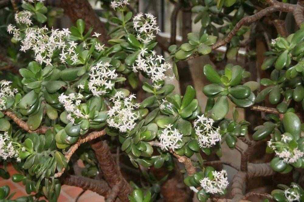 幾種在夜晚釋放氧氣的植物，養(yǎng)在臥室里都不用擔(dān)心