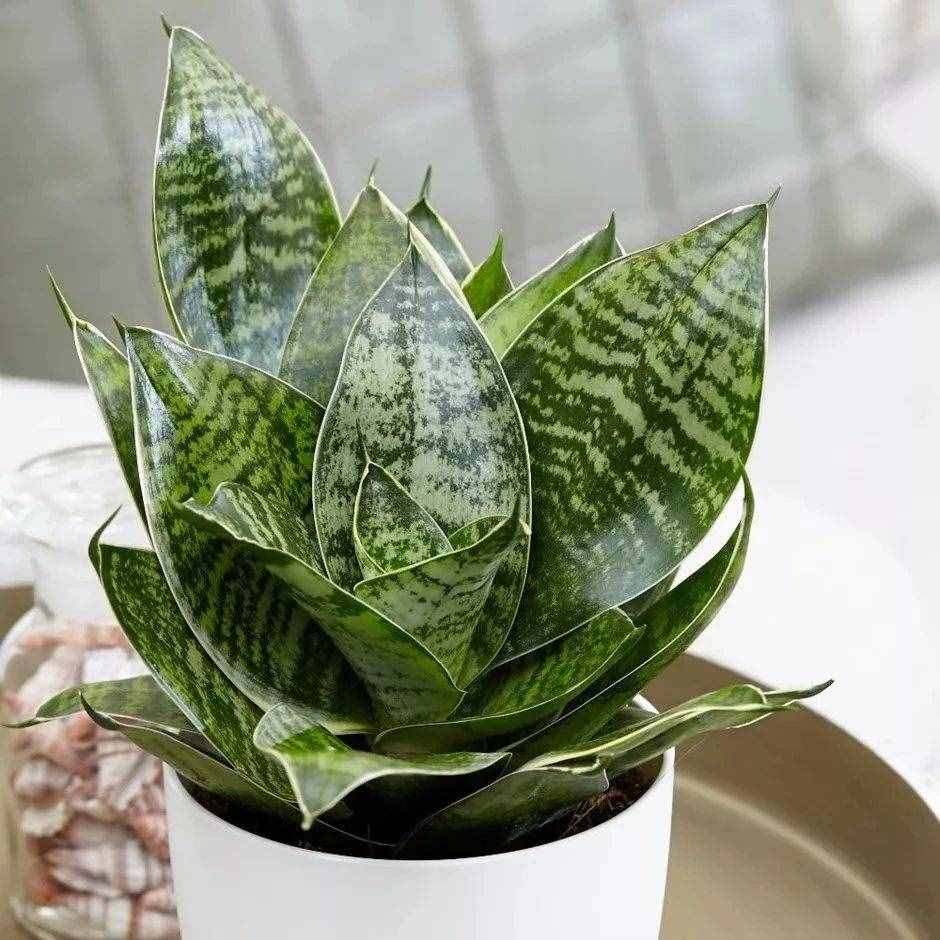 幾種在夜晚釋放氧氣的植物，養(yǎng)在臥室里都不用擔(dān)心