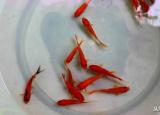 今日更新什么魚好養(yǎng)（怎么養(yǎng)魚）