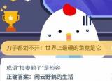 今日更新寵物龍貓是貓嗎（寵物龍貓是貓嗎）