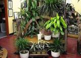 今日更新夜間釋放氧氣的植物（種在夜晚釋放氧氣的植物）