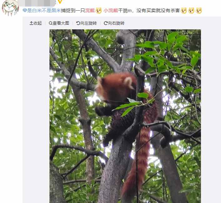 分不清小熊貓和小浣熊，導致了一場互聯(lián)網“干脆面”之爭