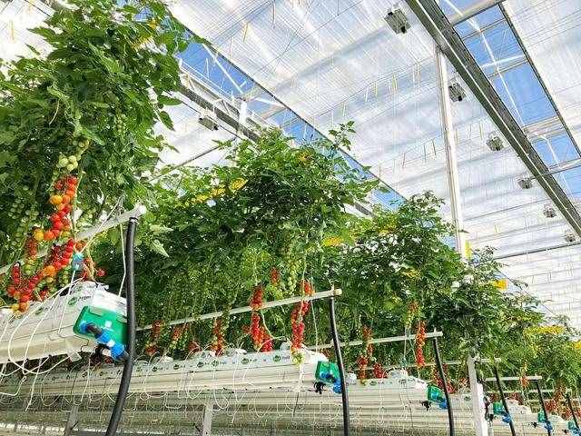 做農(nóng)業(yè)要搞明白什么是大棚蔬菜，及高效合理的栽植技術(shù)要點(diǎn)